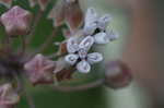 Pinewoods milkweed